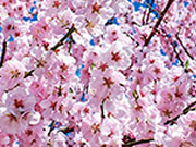 Ода цветущей сакуре. Кацудзо  Ниши
